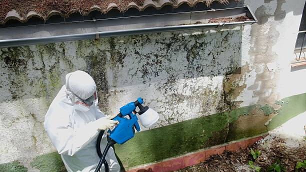 Top rated local Mold Testing specialists in Westphalia, MD